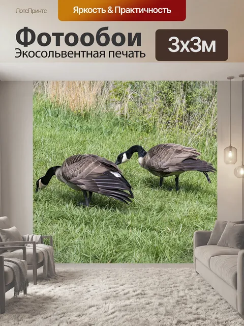 Фотообои Гуси Канады