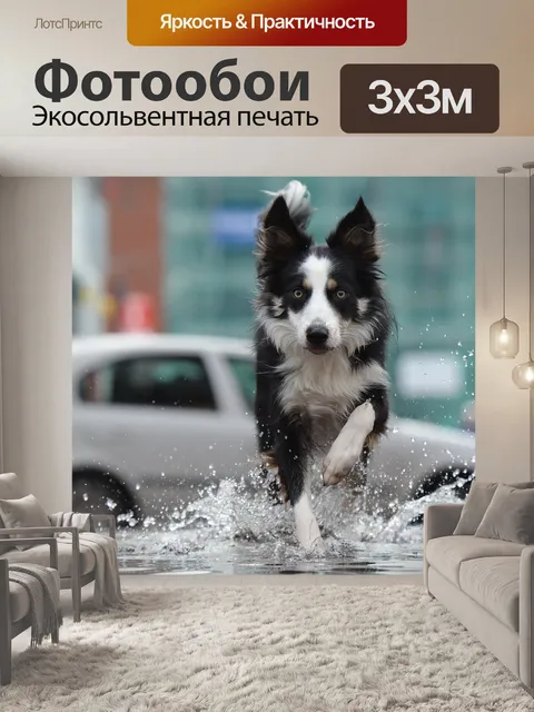 Фотообои Бордер-колли