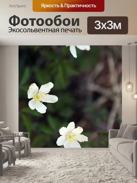 Фотообои Анемоны