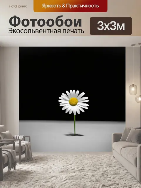 Фотообои единственный белоснежный цветок ромашки, выделяющийся на фоне насыщенного черного бархата