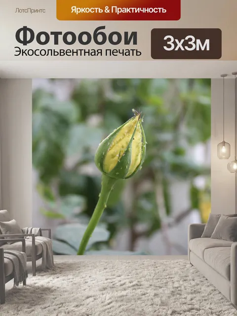 Фотообои Розы
