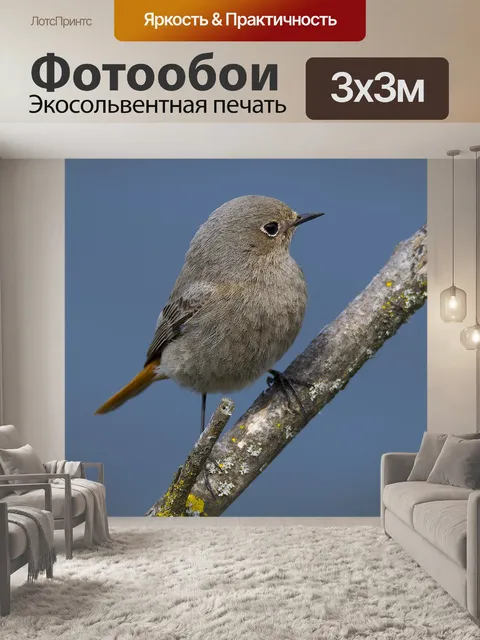 Фотообои Птица
