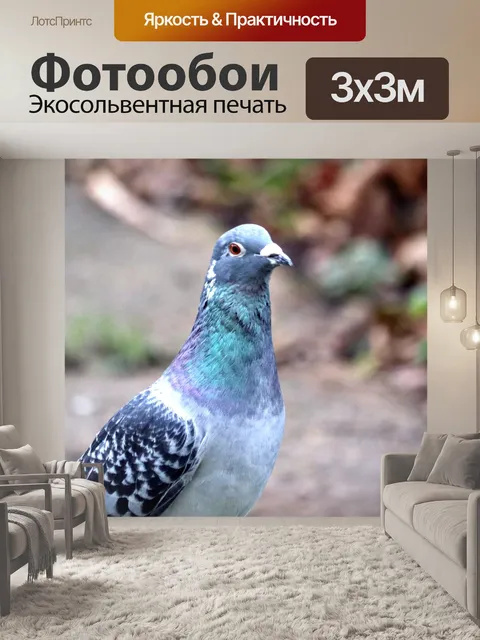 Фотообои Дикий голубь