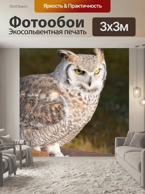 Фотообои Сова