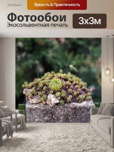 Фотообои Очиток