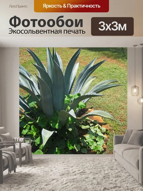 Фотообои кваш и другие растения с агавой