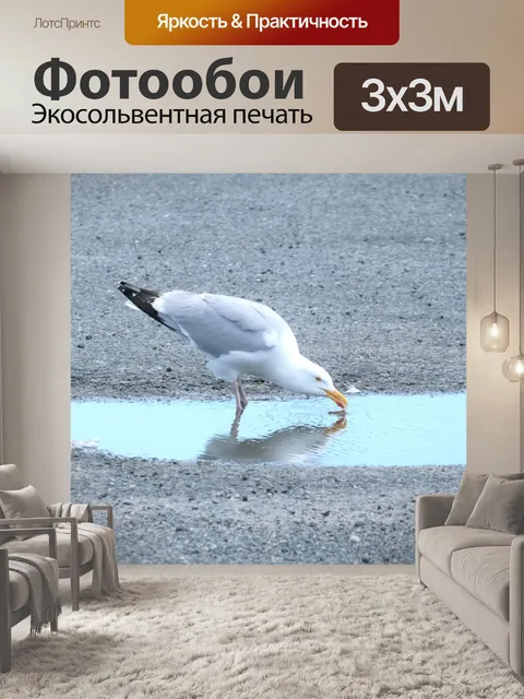 Фотообои Птица пьет из лужи