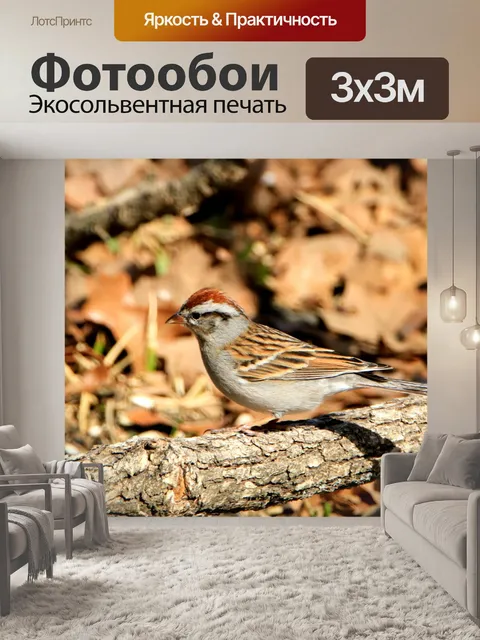 Фотообои Чиппинг Воробей крупный план