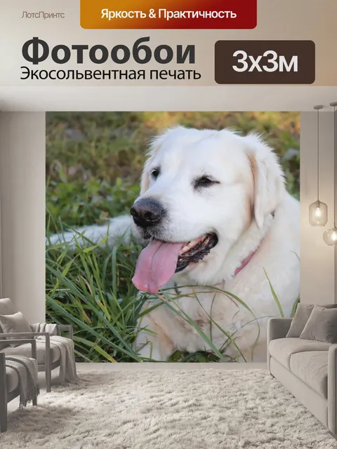 Фотообои Собака