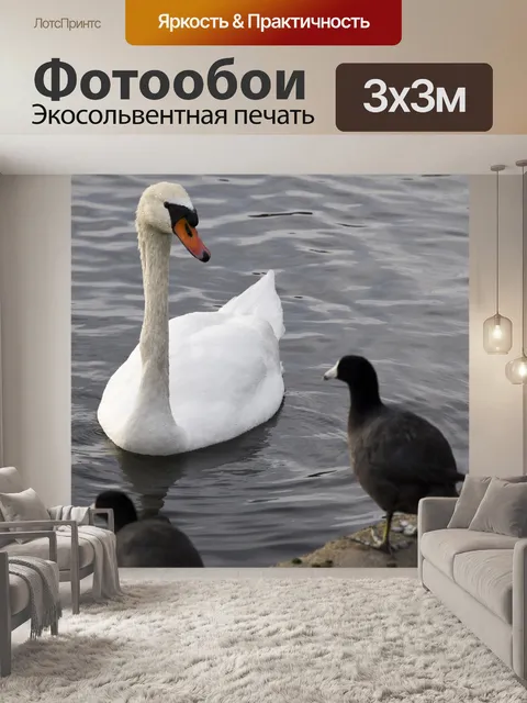 Фотообои Кут и Лебедь