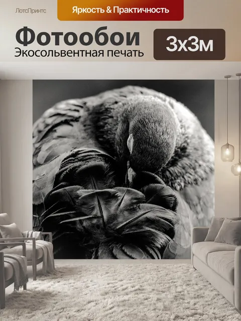 Фотообои Голубь