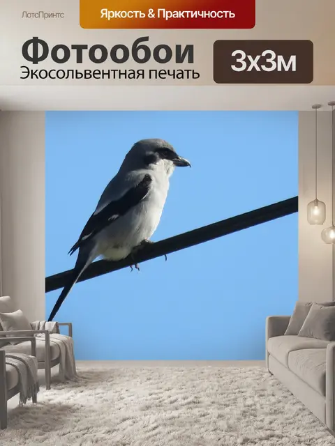 Фотообои Птица