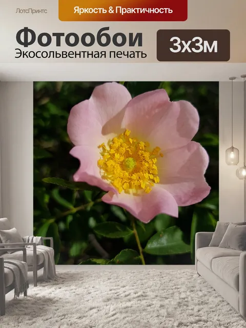 Фотообои Пыльца
