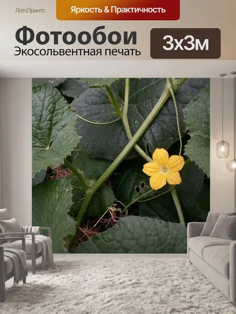 Фотообои Цветок Jerimum