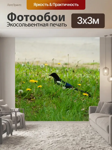 Фотообои Сорока на обочине дороги