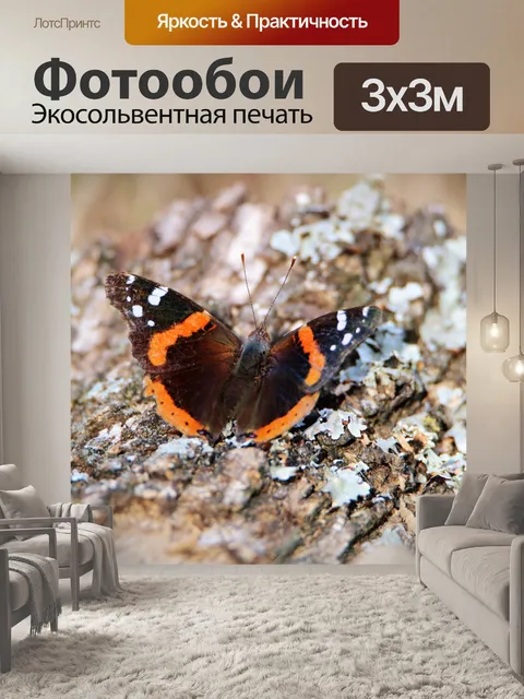 Фотообои Красный адмирал бабочка крупным планом
