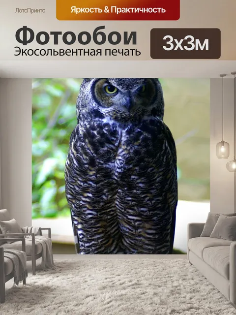 Фотообои Сова