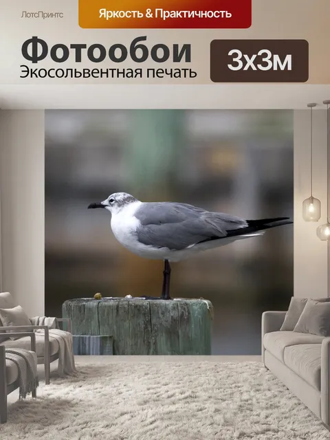 Фотообои Смеющийся чайка