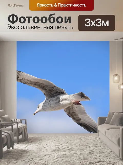 Фотообои Чайка