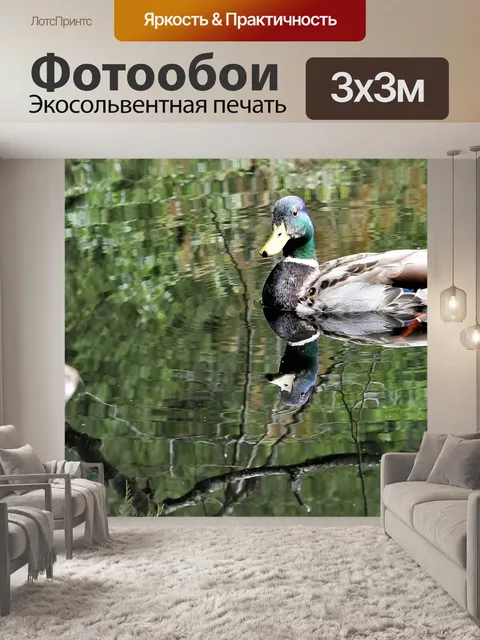 Фотообои Кряква