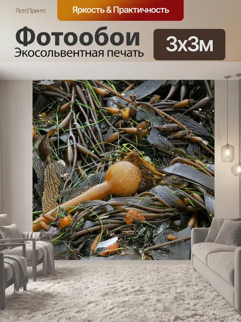 Фотообои Морские водоросли лампы