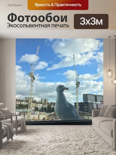 Фотообои Чайка