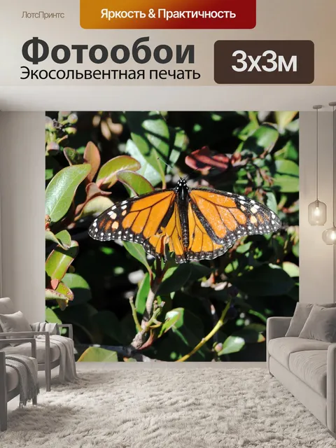 Фотообои Размах крыльев бабочки Монарх