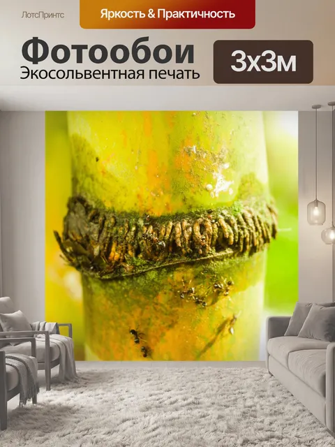 Фотообои Бамбуковый лес природа фон