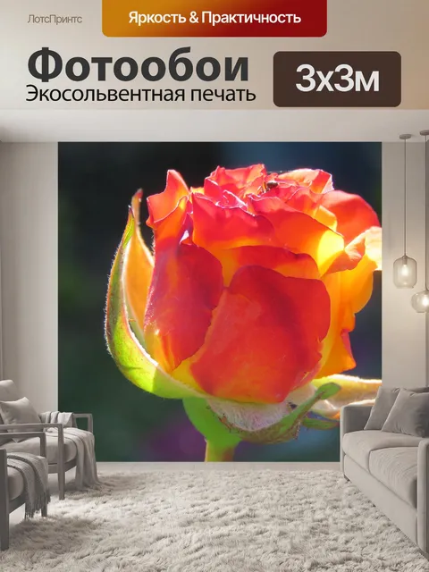 Фотообои Роза
