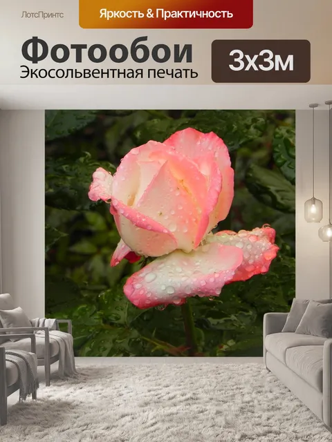 Фотообои Роза