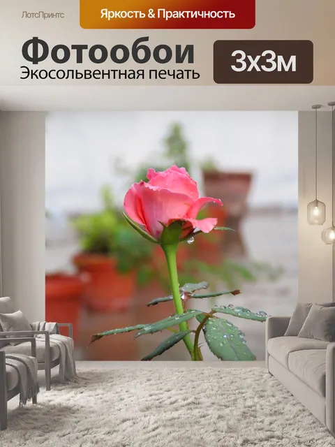 Фотообои Бутон розы