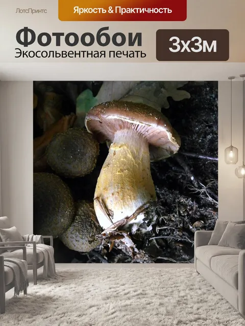 Фотообои Гриб