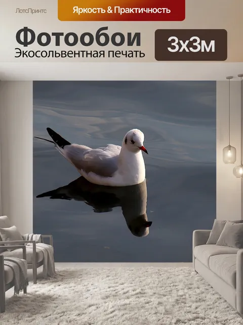 Фотообои Чайка