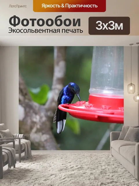 Фотообои Коста-Рика Колибри