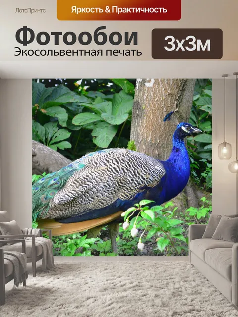 Фотообои Павлин