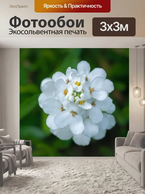 Фотообои Цветок