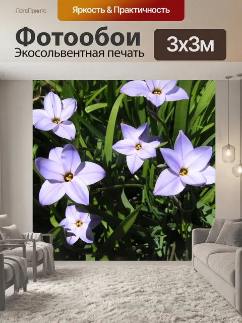 Фотообои Лиловый