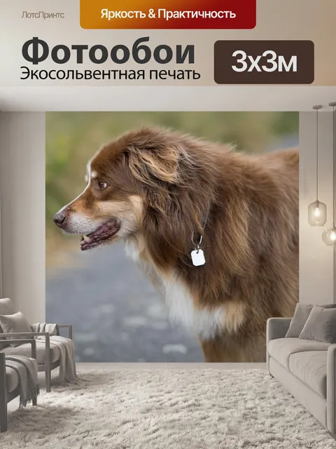 Фотообои Собака
