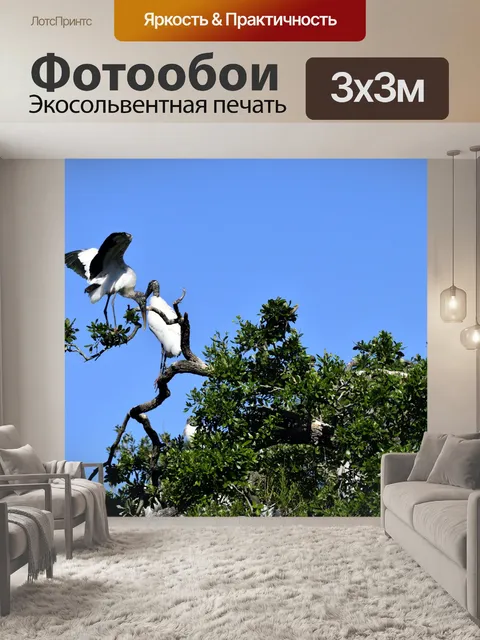 Фотообои Аисты в лесу