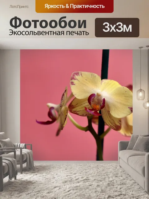 Фотообои Орхидея
