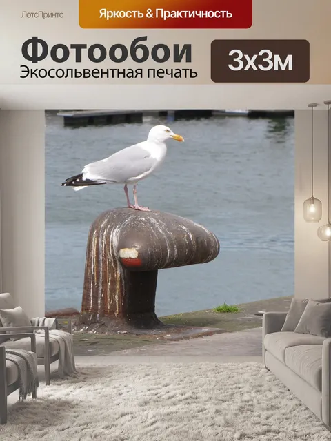 Фотообои Чайка 4