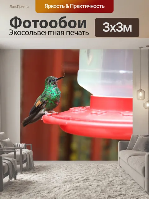 Фотообои Святилище колибри Коста-Рика