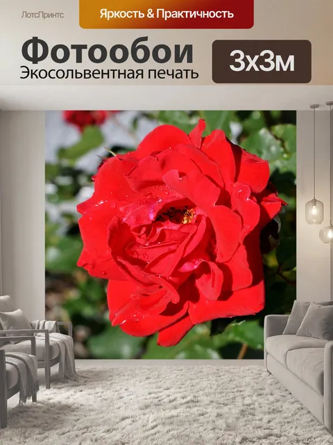 Фотообои Роза
