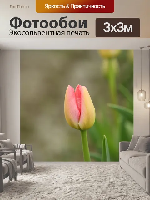 Фотообои Тюльпан