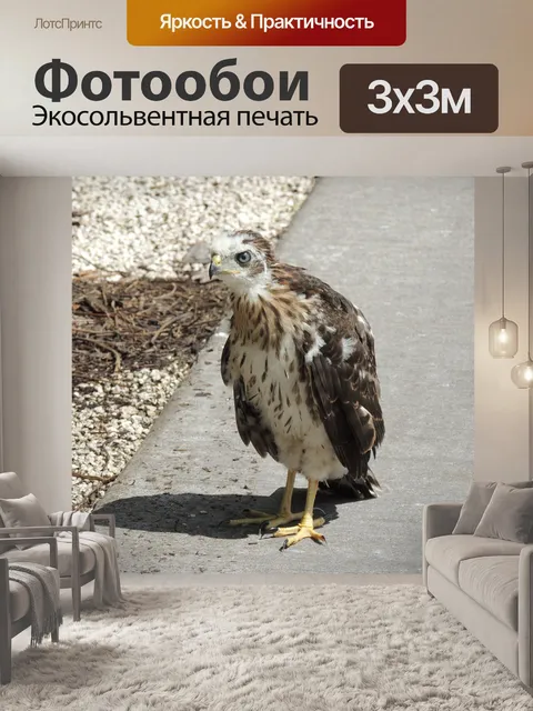 Фотообои Птица