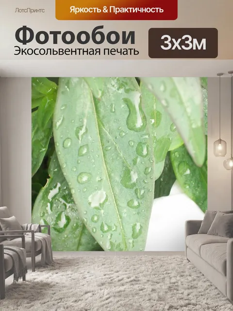 Фотообои Капли на листьях