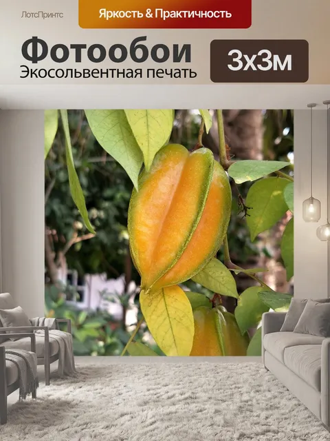 Фотообои Карамбола