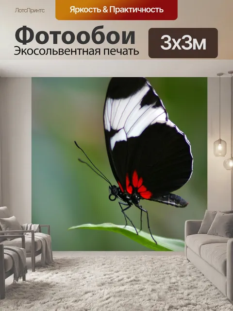 Фотообои Бабочка