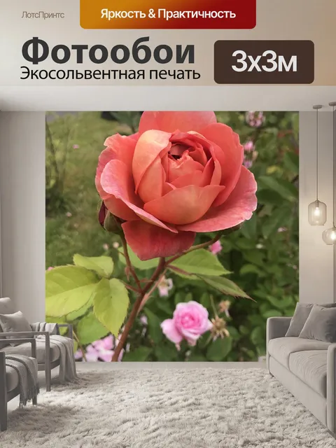 Фотообои Роза