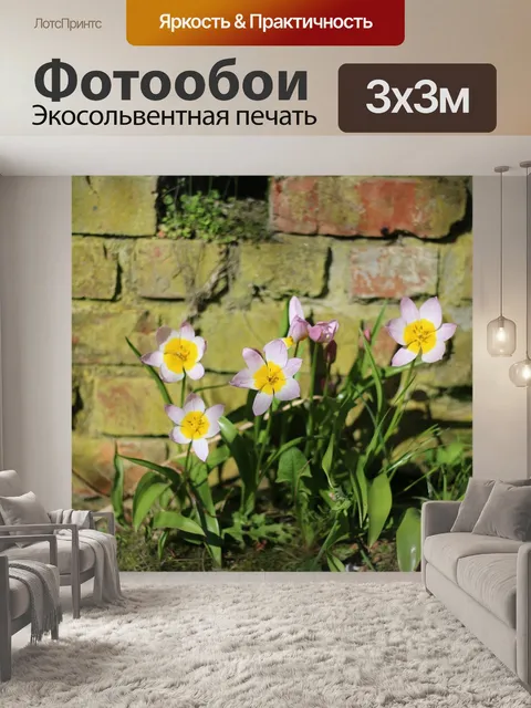 Фотообои Тюльпаны